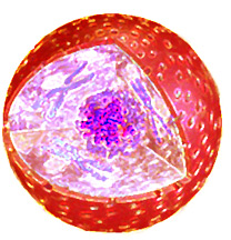 A Cell Nucleus