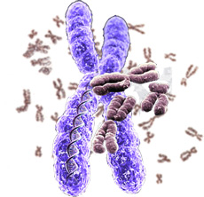 Microcosm Chromosome