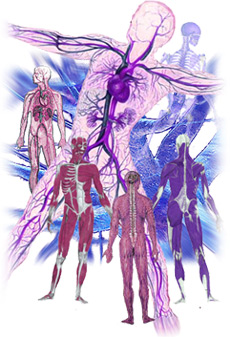 Biocosm Organ Systems